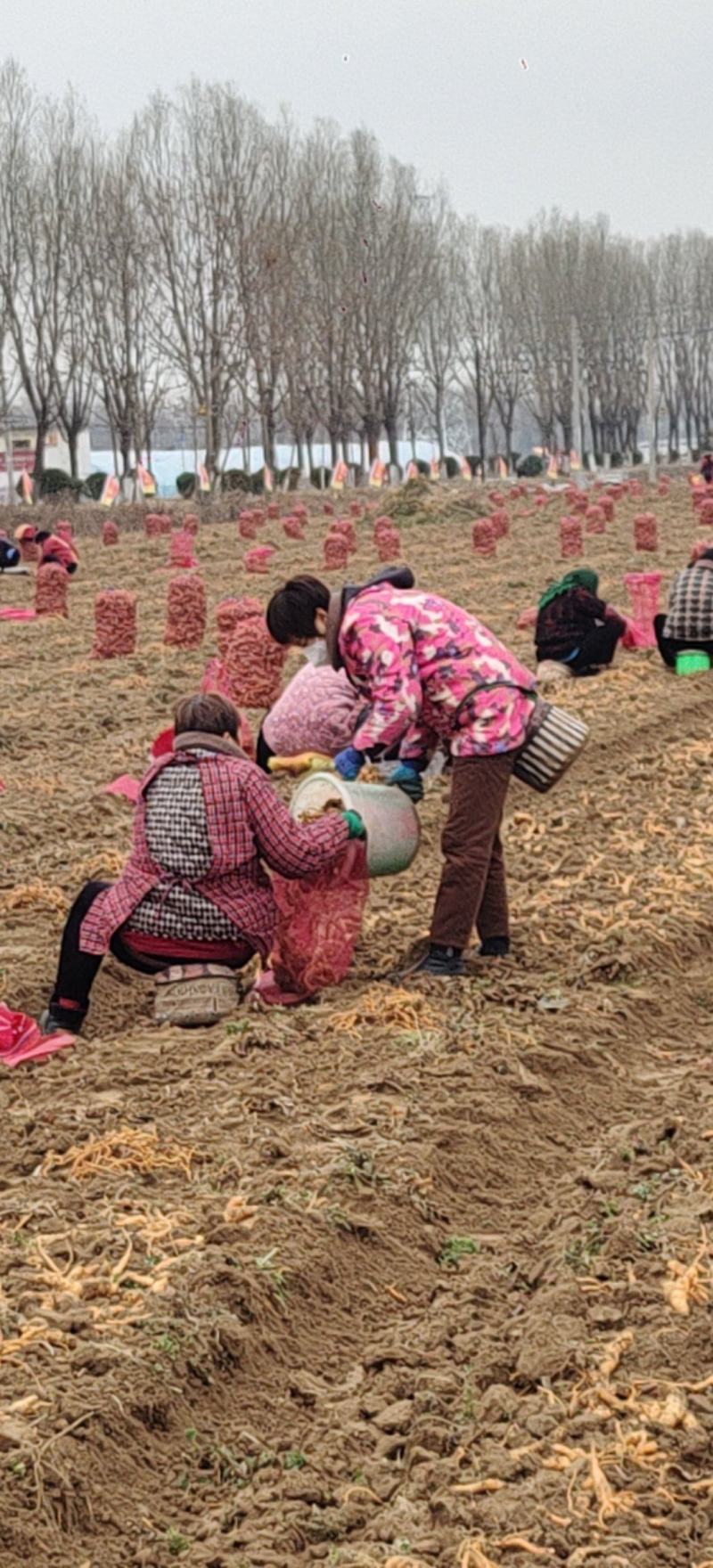 出售鲜地黄300亩左右，质量好，价格优惠，欢迎合作共赢