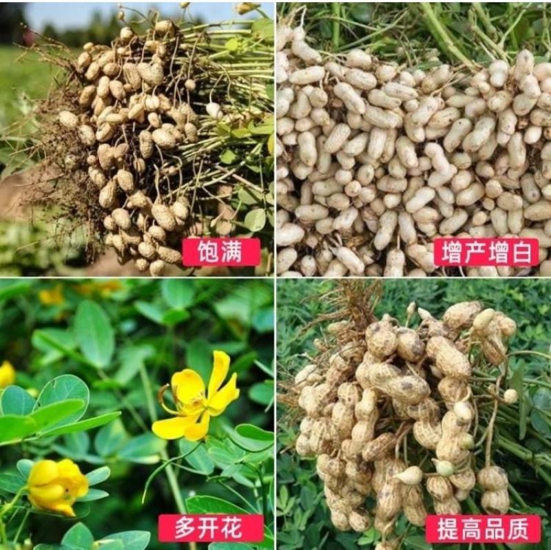 白胖墩花生膨果增白剂花生窝窝多粒粒饱高产膨大叶面肥