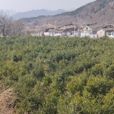红豆杉
