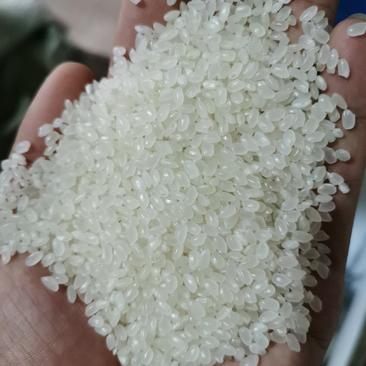 大量出售东北珍珠米2022年纯新粮