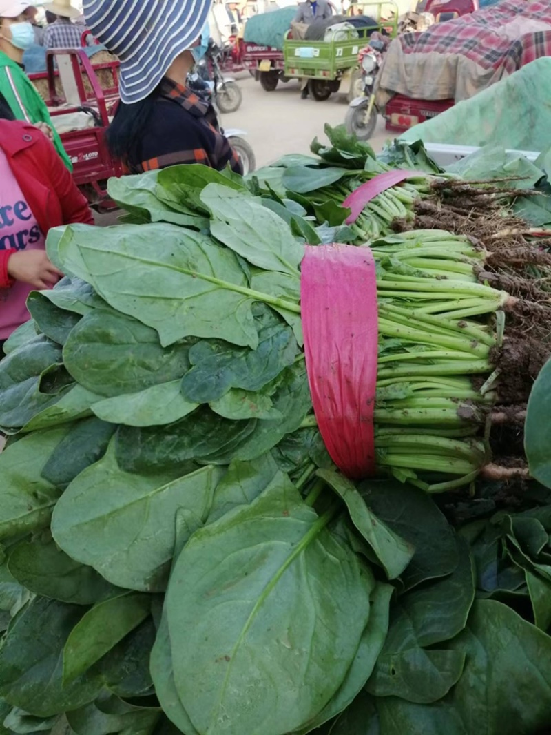 精品菠菜