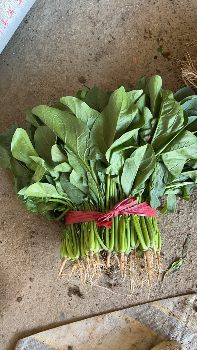 精品菠菜