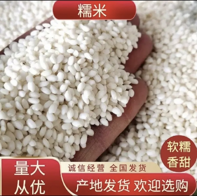 糯米厂家现货供应长粒糯米粘糯米圆糯米量大从优