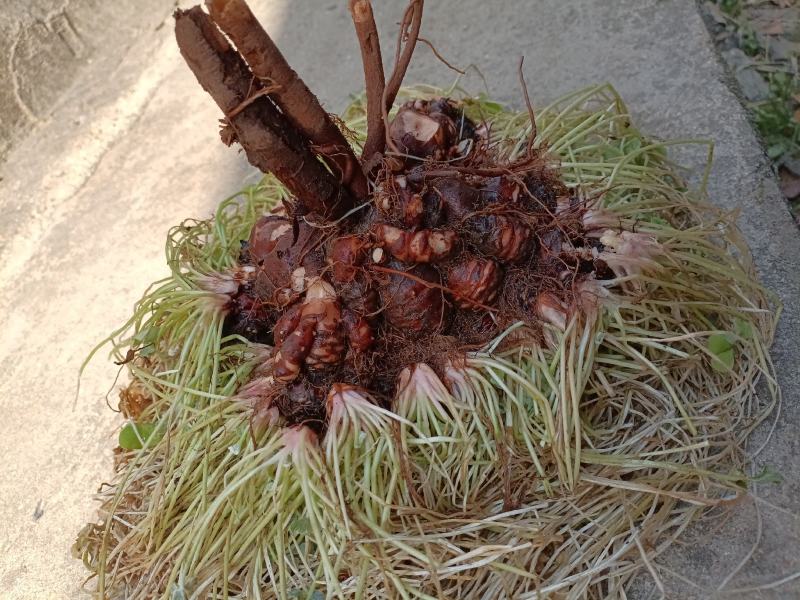直销红花酢浆草，草种球，常年供应，