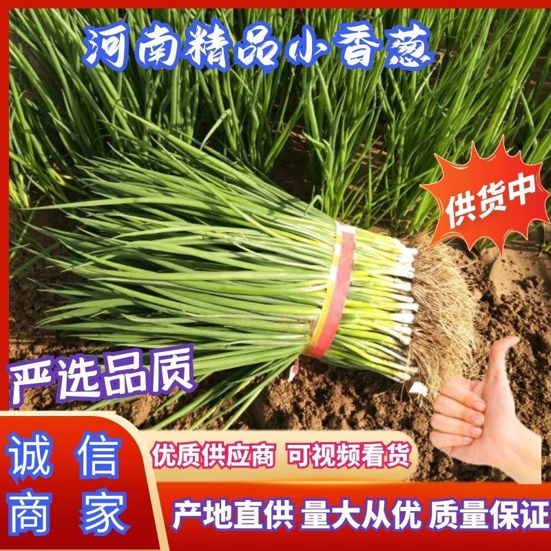 精品小葱香葱质量好无干尖无白点，颜色黑绿，欢迎客商订购