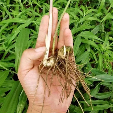 黄精种苗一手货源基地发货诚信经营欢迎电话订货