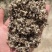 （精选好货）棉籽壳中绒中壳压缩包装现货供应
