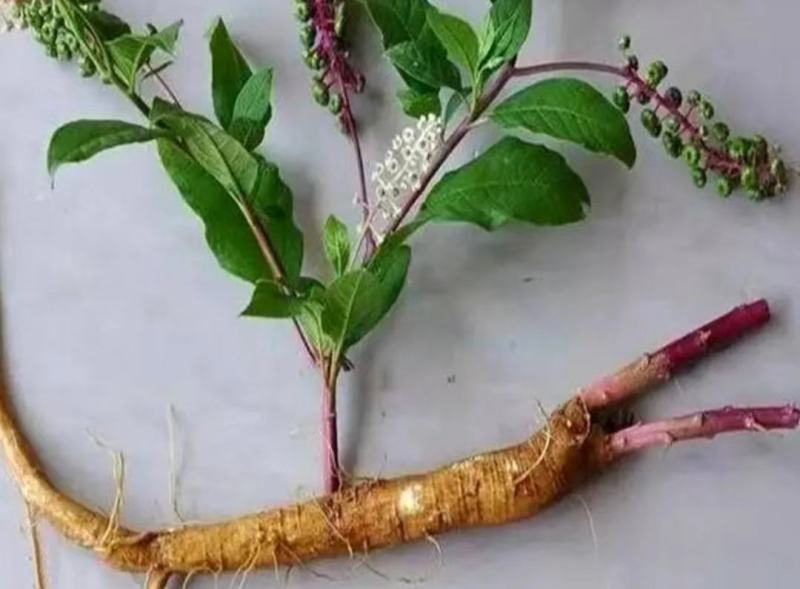 商陆，野生商陆，鲜货干货，商陆苗，土人参，按需包装发货