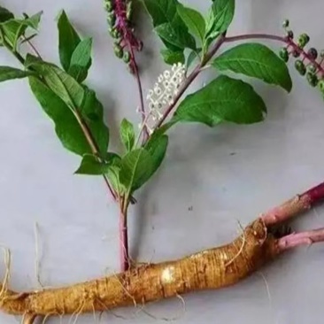 商陆，野生商陆，鲜货干货，商陆苗，土人参，按需包装发货