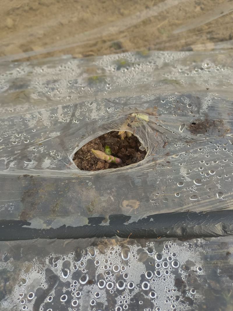 芦笋预售