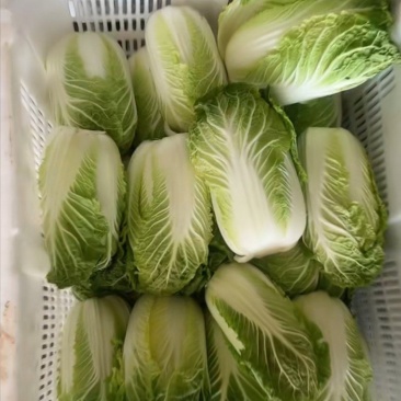 云南精品黄心娃娃菜，大白菜大量上市，产地直发，无虫无烂心