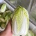云南精品黄心娃娃菜，大白菜大量上市，产地直发，无虫无烂心