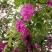 香花槐