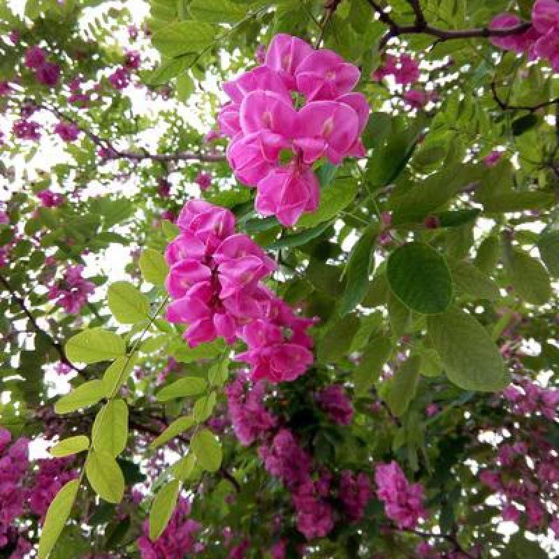 香花槐