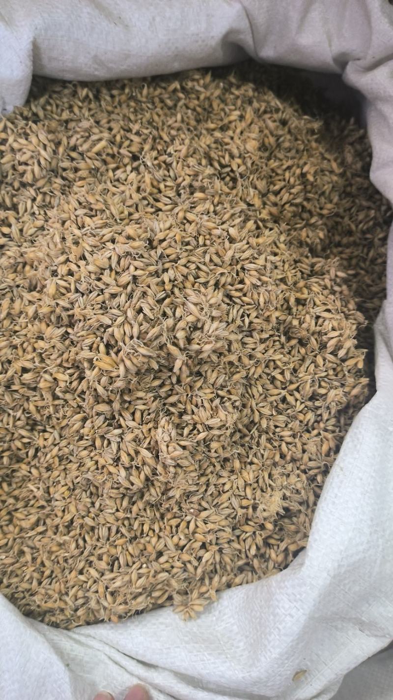 生麦芽炒麦芽中药材大麦芽无硫干货现货批发