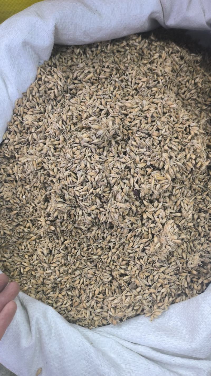 生麦芽炒麦芽中药材大麦芽无硫干货现货批发