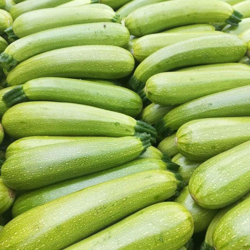 绿皮西葫芦新鲜蔬菜货源充足保质保量长期供货