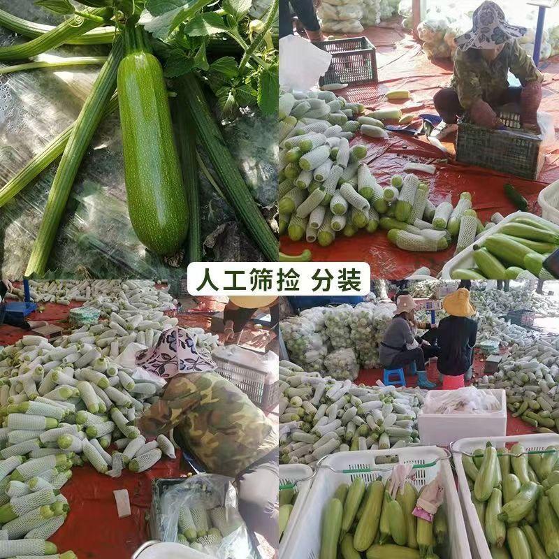 绿皮西葫芦新鲜蔬菜货源充足保质保量长期供货