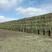 内蒙古呼伦贝尔大草原燕麦草，保质保量，欢迎前来合作