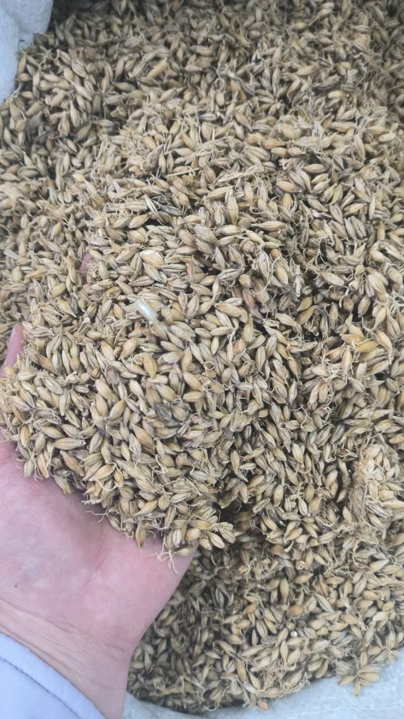 生麦芽炒麦芽中药材大麦芽无硫干货现货批发