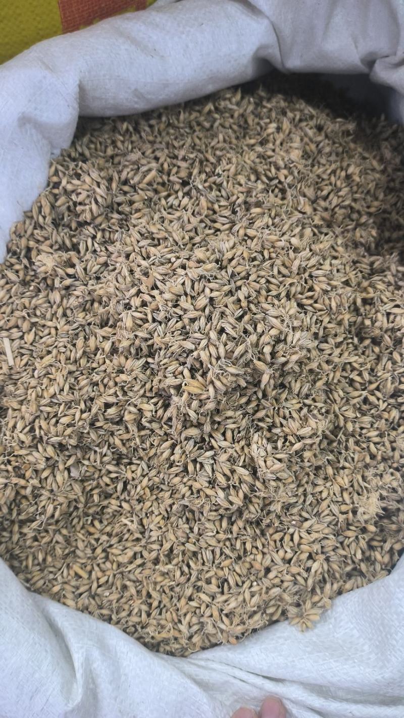 生麦芽炒麦芽中药材大麦芽无硫干货现货批发
