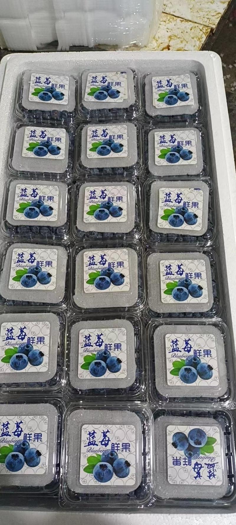 [推荐]辽宁丹东蓝莓足斤足两质量保证脆甜多汁