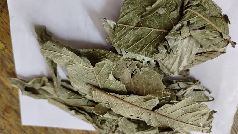 番石榴叶，一手货源，产地直销
