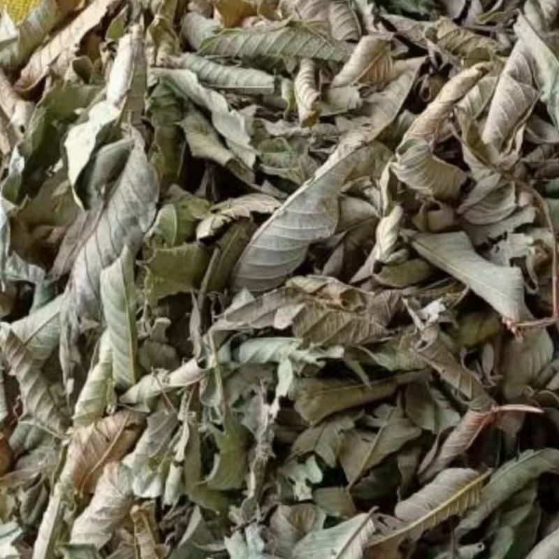 番石榴叶，一手货源，产地直销