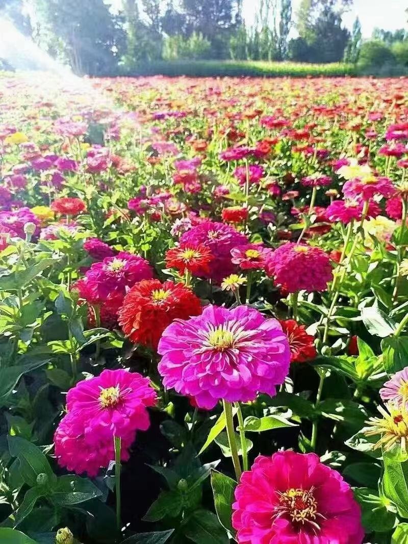 优质百日草花种籽子七彩花种子四季开花花籽庭院欢迎下单合作