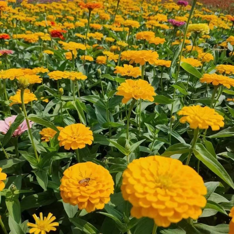 优质百日草花种籽子七彩花种子四季开花花籽庭院欢迎下单合作