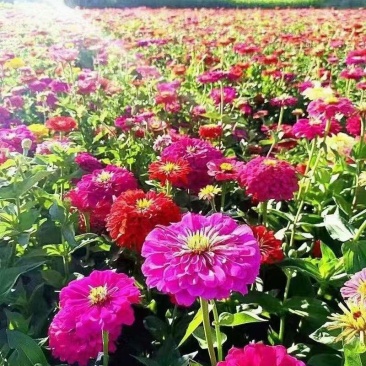 优质百日草花种籽子七彩花种子四季开花花籽庭院欢迎下单合作