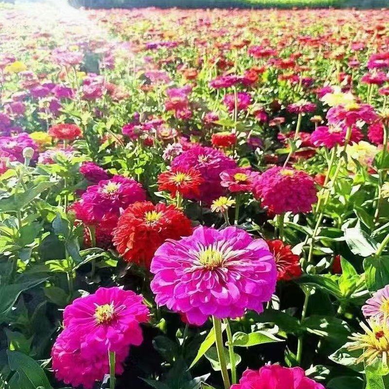 优质百日草花种籽子七彩花种子四季开花花籽庭院欢迎下单合作