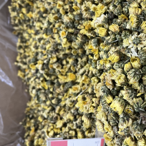菊花胎菊大货大货批发手选货杭白菊花黄菊花甘菊花
