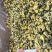 菊花胎菊大货大货批发手选货杭白菊花黄菊花甘菊花