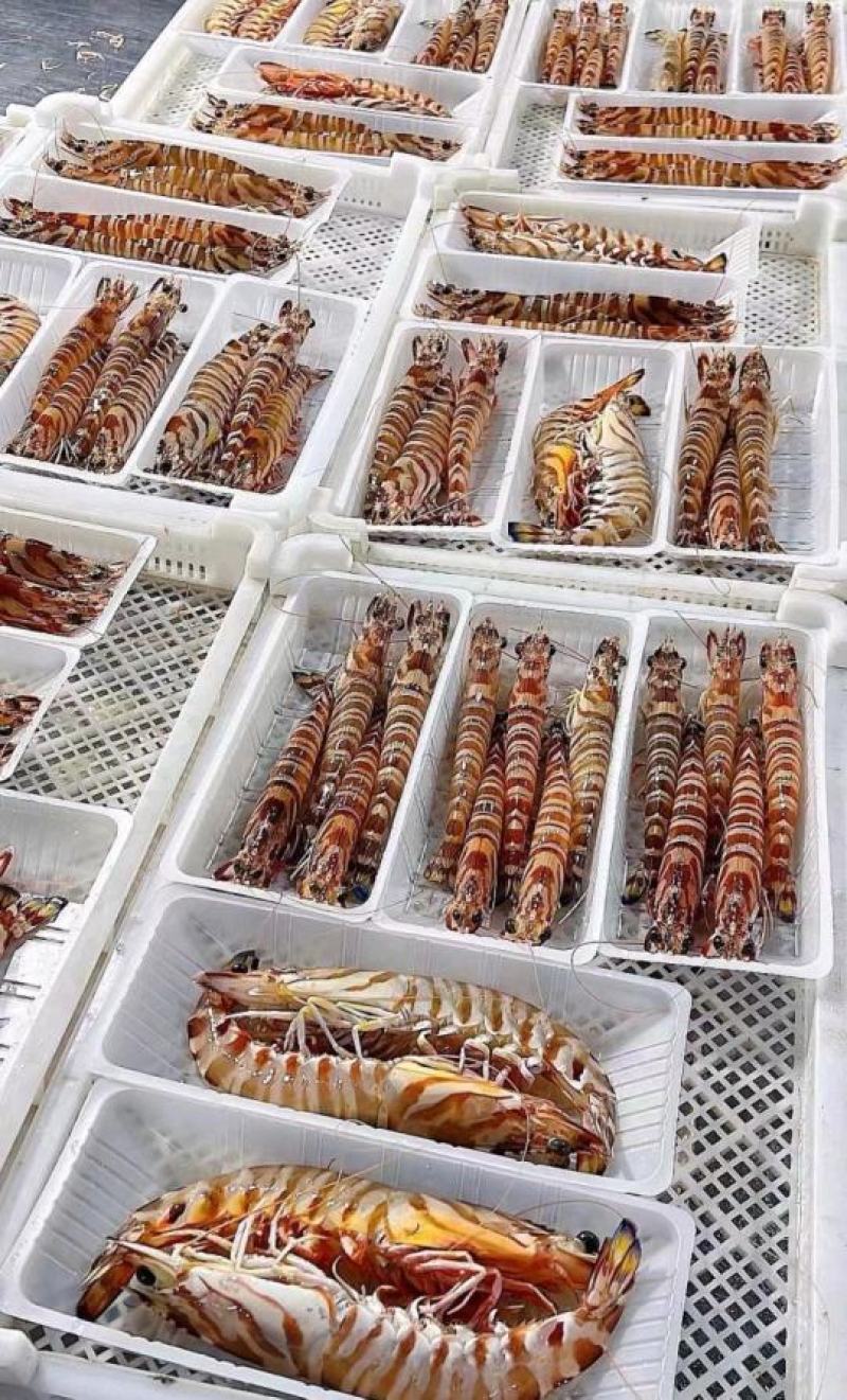 【优选】盒装斑节虾海鲜现货量大支持电商代发