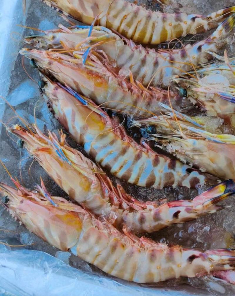 【优选】盒装斑节虾海鲜现货量大支持电商代发