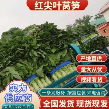 莴笋山东三青皮莴苣！无裂痕黑斑叶子新鲜，青叶、青皮