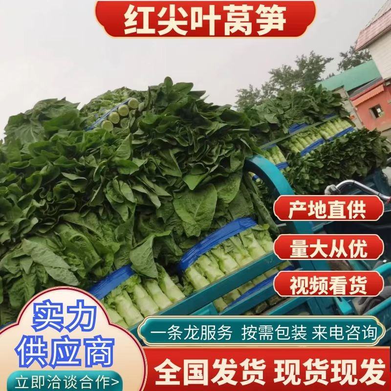 莴笋山东三青皮莴苣！无裂痕黑斑叶子新鲜，青叶、青皮