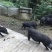 黑香猪，黑猪
