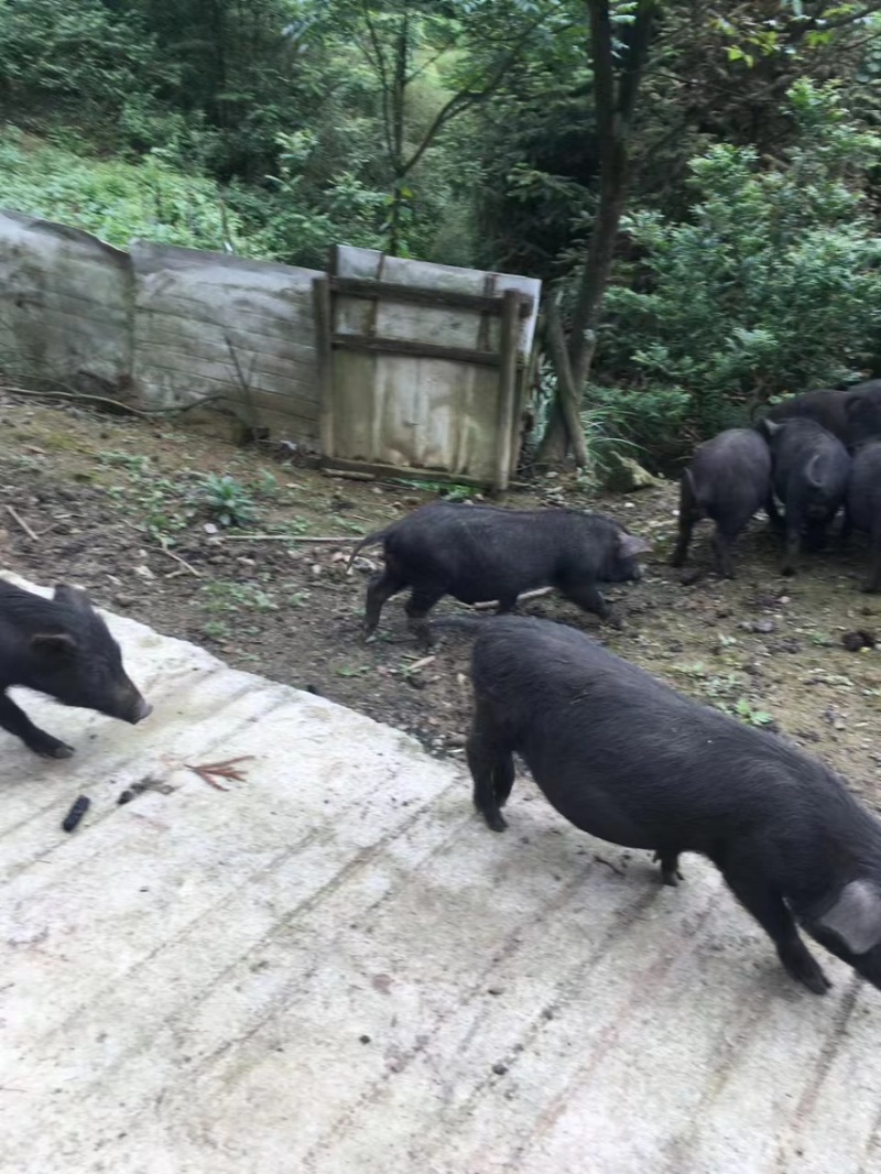 黑香猪，黑猪
