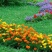 孔雀草花种子混色重瓣草花种子庭院室外景观花卉四季易种花种