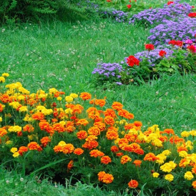 孔雀草花种子混色重瓣草花种子庭院室外景观花卉四季易种花种