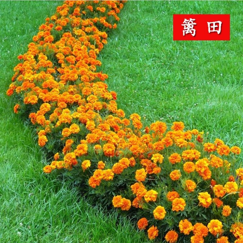 孔雀草花种子混色重瓣草花种子庭院室外景观花卉四季易种花种