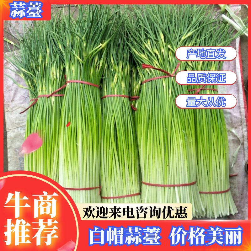 【热卖】亳州谯城区白帽蒜苔支持视频看货