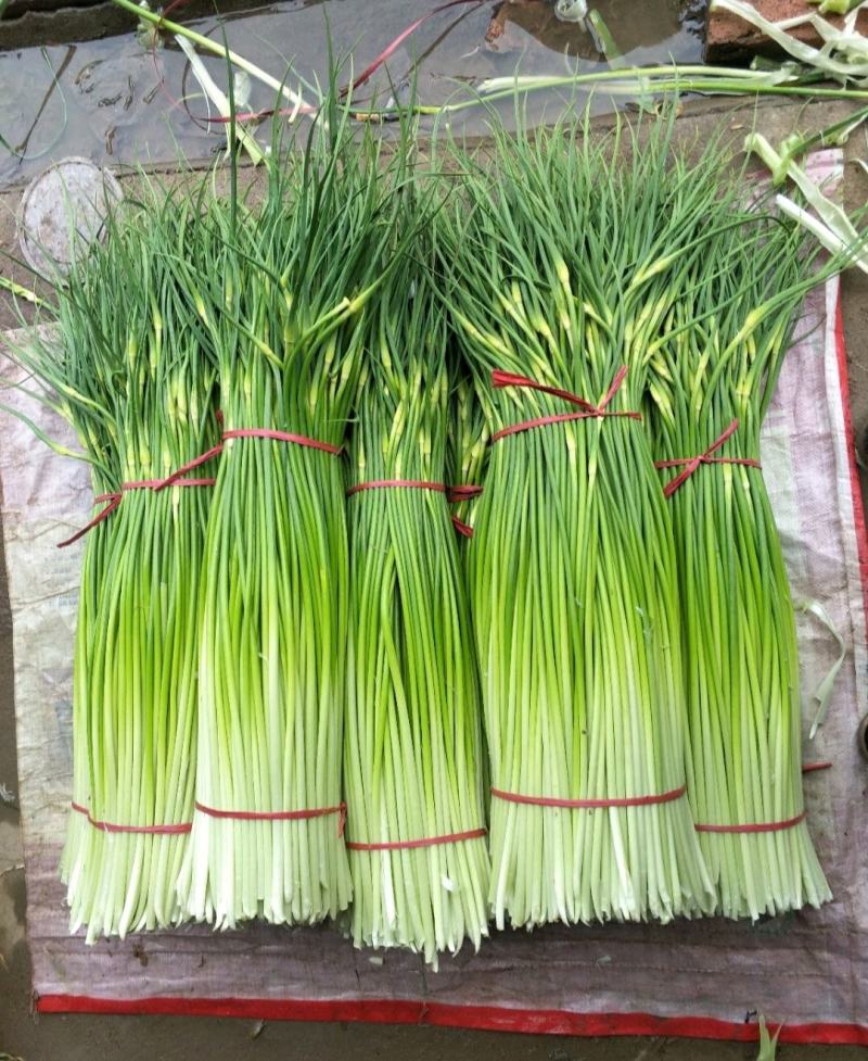 【热卖】亳州谯城区白帽蒜苔支持视频看货