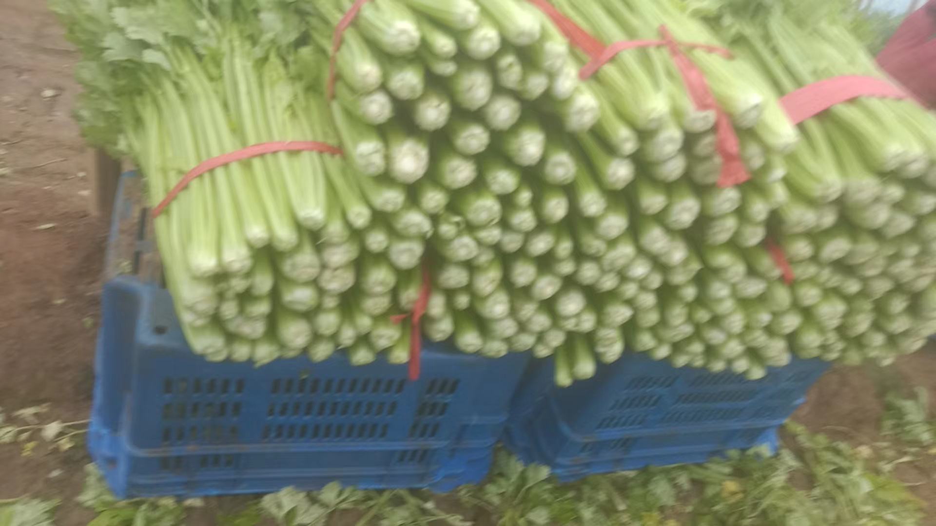 展示西芹的冷藏、冷冻及水培保存方式,突出保鲜效果 西芹保鲜储存方法展示