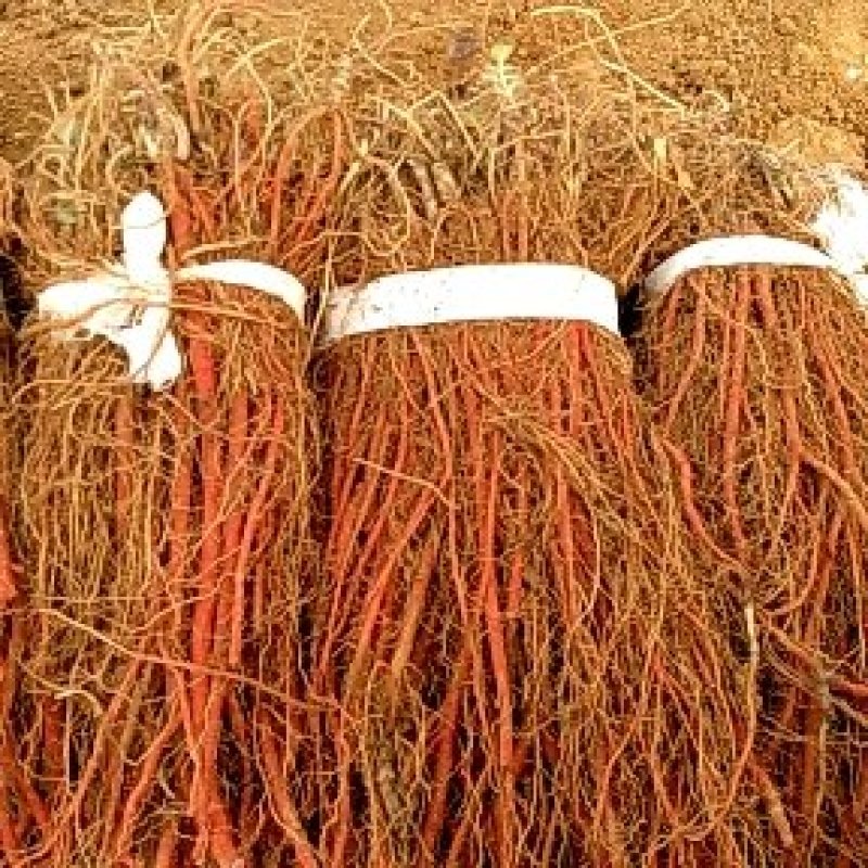 新品种改良丹参苗规格齐全质量保证价格实惠