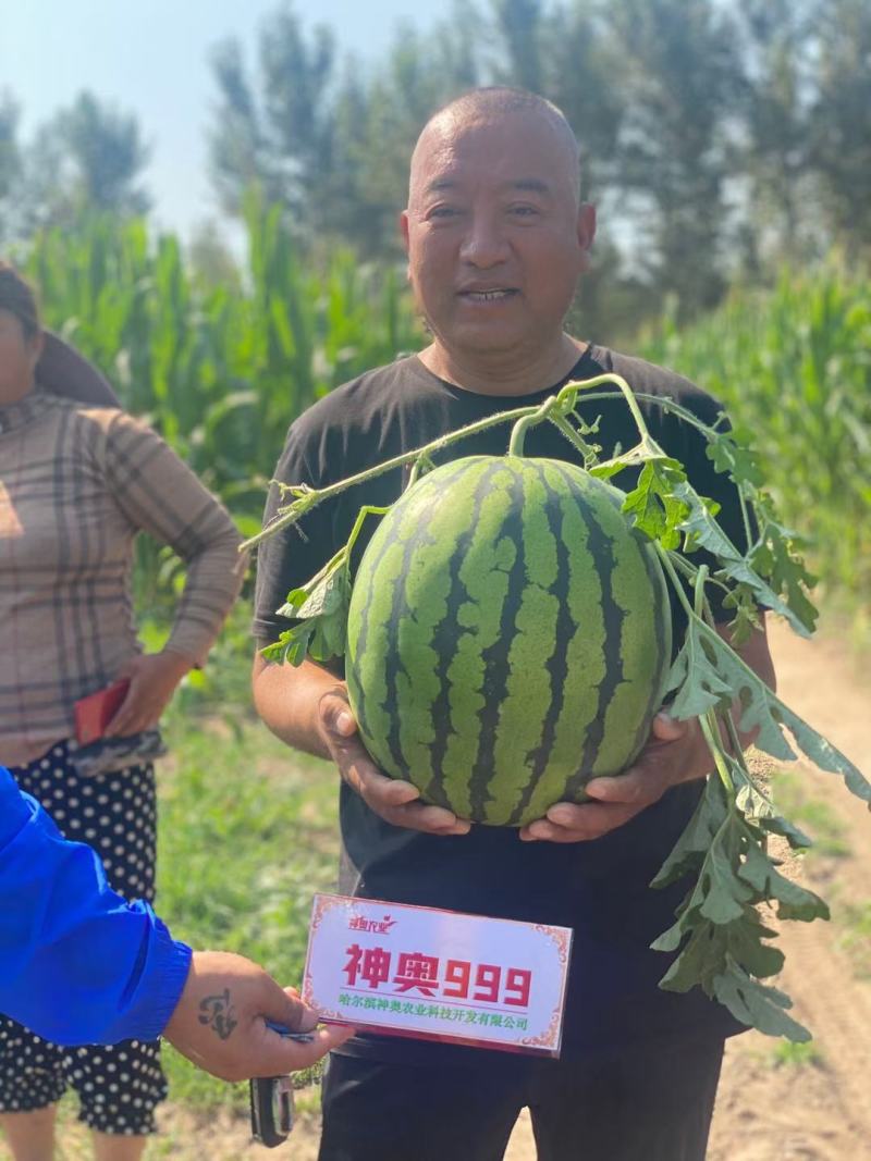神奥999西瓜种子大果抗病耐低温易管理大红肉圆果型/