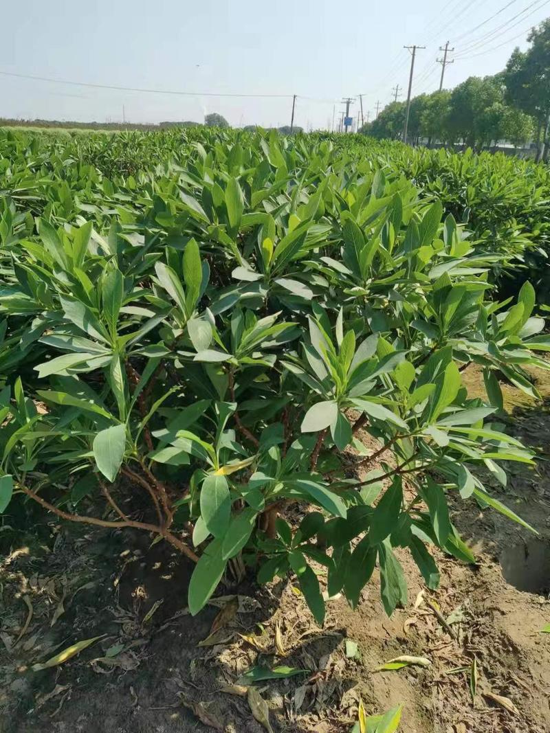 【结香球】浙江萧山绿化苗基地货源/规格多样/量大从优