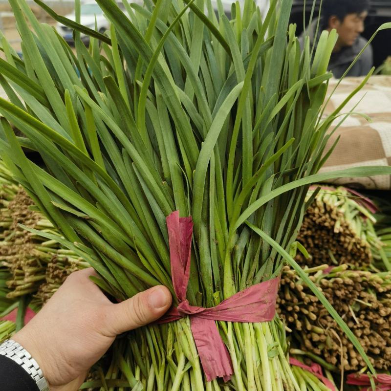 韭菜大量上市中，欢迎新老客户光临！